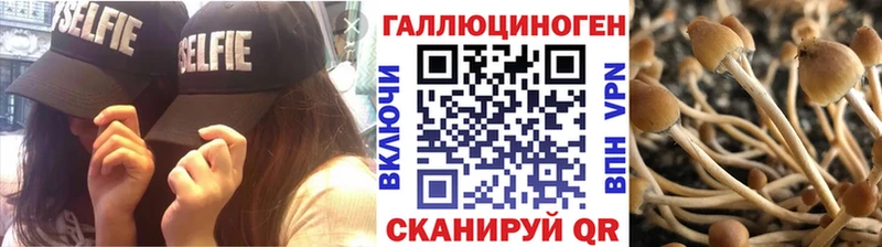 где можно купить   Цоци-Юрт  KRAKEN как войти  Галлюциногенные грибы прущие грибы 